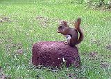 RedSquirrel_061611_1924hrs